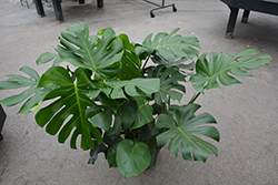 Monstera Deliciosa Plant (Monstera deliciosa) at Ward's Nursery & Garden Center