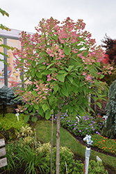 Quick Fire Hydrangea (tree form) (Hydrangea paniculata 'Bulk') at Ward's Nursery & Garden Center