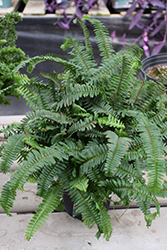 Kimberley Queen Australian Sword Fern (Nephrolepis obliterata 'Kimberley Queen') at Ward's Nursery & Garden Center