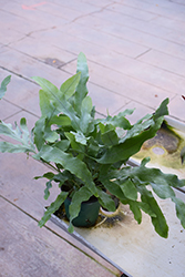 Blue Star Fern (Phlebodium aureum) at Ward's Nursery & Garden Center