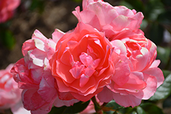 Passionate Kisses Rose (Rosa 'Meizebul') at Ward's Nursery & Garden Center
