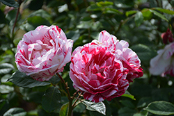 Scentimental Rose (Rosa 'Scentimental') at Ward's Nursery & Garden Center