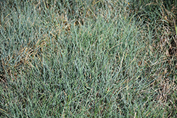 Blue Zinger Blue Sedge (Carex flacca 'Blue Zinger') at Ward's Nursery & Garden Center