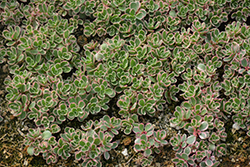 Tricolor Stonecrop (Sedum spurium 'Tricolor') at Ward's Nursery & Garden Center