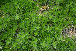 Irish Moss (Sagina subulata) at Ward's Nursery & Garden Center