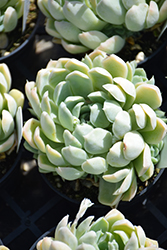 Mexican Snowball (Echeveria elegans) at Ward's Nursery & Garden Center