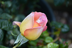 Peace Rose (Rosa 'Peace') at Ward's Nursery & Garden Center
