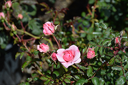 Bonica Rose (Rosa 'Meidomonac') at Ward's Nursery & Garden Center