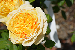 Charles Darwin Rose (Rosa 'Charles Darwin') at Ward's Nursery & Garden Center
