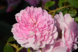 Harlow Carr Rose (Rosa 'Aushouse') at Ward's Nursery & Garden Center