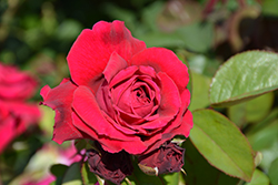 Tess Of The D'Urbervilles Rose (Rosa 'Tess Of The D'Urbervilles') at Ward's Nursery & Garden Center