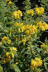 Jerusalem Sage (Phlomis fruticosa) at Ward's Nursery & Garden Center