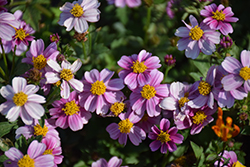 Pretty in Pink Bidens (Bidens ferulifolia 'Pretty in Pink') at Ward's Nursery & Garden Center