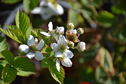 Triple Crown Blackberry (Rubus 'Triple Crown') at Ward's Nursery & Garden Center