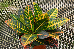 Petra Variegated Croton (Codiaeum variegatum 'Petra') at Ward's Nursery & Garden Center