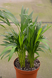Areca Palm (Dypsis lutescens) at Ward's Nursery & Garden Center