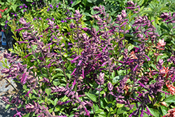 Love And Wishes Salvia (Salvia 'Ser-Wish') at Ward's Nursery & Garden Center