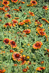 SpinTop Copper Sun Blanket Flower (Gaillardia aristata 'SpinTop Copper Sun') at Ward's Nursery & Garden Center