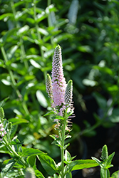 First Choice Speedwell (Veronica 'First Choice') at Ward's Nursery & Garden Center