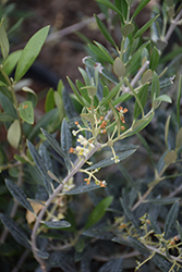 Arbequina European Olive (Olea europaea 'Arbequina') at Ward's Nursery & Garden Center