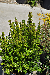 Dwarf Myrtle (Myrtus communis 'Compacta') at Ward's Nursery & Garden Center