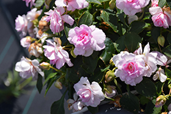 Rockapulco Appleblossom Impatiens (Impatiens 'BALFIEPLOS') at Ward's Nursery & Garden Center