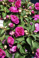 Rockapulco Purple Impatiens (Impatiens 'BALFIEPRIM') at Ward's Nursery & Garden Center