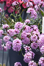 Cake Pops Pink Verbena (Verbena rigida 'WNVECPPK') at Ward's Nursery & Garden Center