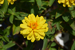 Profusion Double Yellow Zinnia (Zinnia 'Profusion Double Yellow') at Ward's Nursery & Garden Center