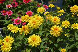 Profusion Double Yellow Zinnia (Zinnia 'Profusion Double Yellow') at Ward's Nursery & Garden Center