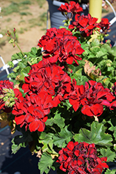 Calliope Medium Dark Red Geranium (Pelargonium 'Calliope Medium Dark Red') at Ward's Nursery & Garden Center