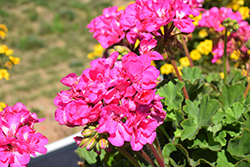 Calliope Large Pink Geranium (Pelargonium 'Calliope Large Pink') at Ward's Nursery & Garden Center