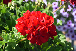 Calliope Large Dark Red Geranium (Pelargonium 'Calliope Large Dark Red') at Ward's Nursery & Garden Center