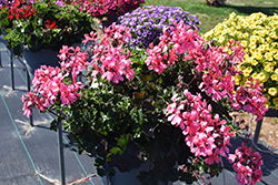 Caldera Salmon Geranium (Pelargonium 'Caldera Salmon') at Ward's Nursery & Garden Center