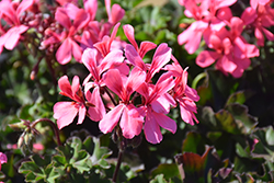 Caldera Salmon Geranium (Pelargonium 'Caldera Salmon') at Ward's Nursery & Garden Center