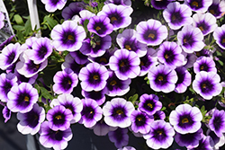 Superbells Blue Moon Punch Calibrachoa (Calibrachoa 'Superbells Blue Moon Punch') at Ward's Nursery & Garden Center