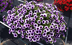 Superbells Blue Moon Punch Calibrachoa (Calibrachoa 'Superbells Blue Moon Punch') at Ward's Nursery & Garden Center