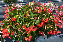 Dragon Wing Red Begonia (Begonia 'Dragon Wing Red') at Ward's Nursery & Garden Center
