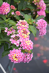 Luscious Pinkberry Blend Lantana (Lantana camara 'Luscious Pinkberry Blend') at Ward's Nursery & Garden Center