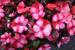 Infinity Blushing Crimson New Guinea Impatiens (Impatiens hawkeri 'Kiamuna') at Ward's Nursery & Garden Center