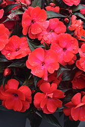 Infinity Cherry Red New Guinea Impatiens (Impatiens hawkeri 'Visinfchrimp') at Ward's Nursery & Garden Center