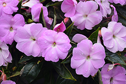 Infinity Lavender New Guinea Impatiens (Impatiens hawkeri 'Infinity Lavender') at Ward's Nursery & Garden Center