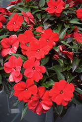 Infinity Red New Guinea Impatiens (Impatiens hawkeri 'Vinfsalbis') at Ward's Nursery & Garden Center