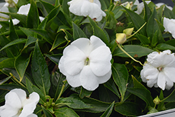 Infinity White New Guinea Impatiens (Impatiens hawkeri 'Visinfwhiimp') at Ward's Nursery & Garden Center