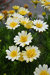 Bright Lights Double Moonglow African Daisy (Osteospermum 'Bright Lights Double Moonglow') at Ward's Nursery & Garden Center