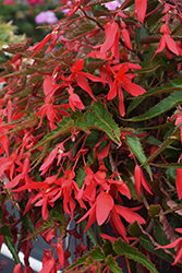 Waterfall Encanto Pink Begonia (Begonia boliviensis 'Encanto Pink') at Ward's Nursery & Garden Center