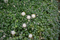 String Of Pearls (Senecio rowleyanus) at Ward's Nursery & Garden Center