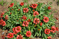 SpinTop Red Blanket Flower (Gaillardia aristata 'SpinTop Red') at Ward's Nursery & Garden Center