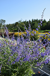 Crazy Blue Russian Sage (Perovskia atriplicifolia 'Crazy Blue') at Ward's Nursery & Garden Center