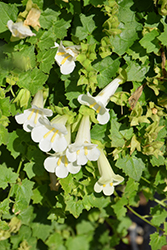 Lofos Compact White Creeping Gloxinia (Lophospermum 'Lofos Compact White') at Ward's Nursery & Garden Center